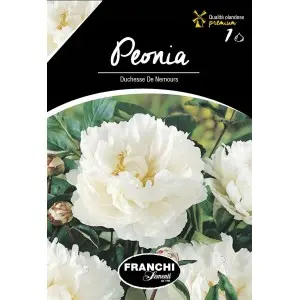 Rizomi bujori Douchesse de Nemours, 1 bulb