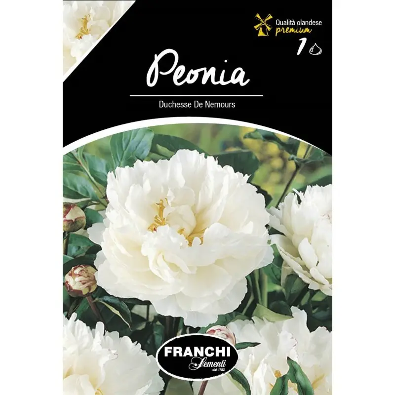 Rizomi bujori Douchesse de Nemours, 1 bulb