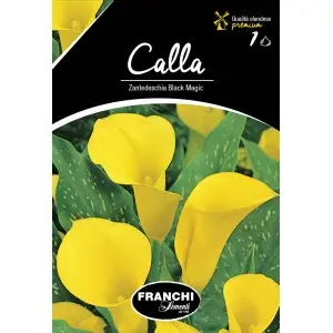 Bulbi cala Black Magic, 1 bulb