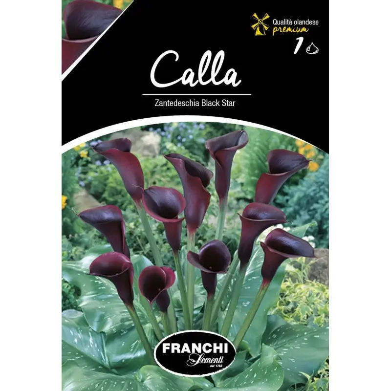 Bulbi cala Black Star, 1 bulb