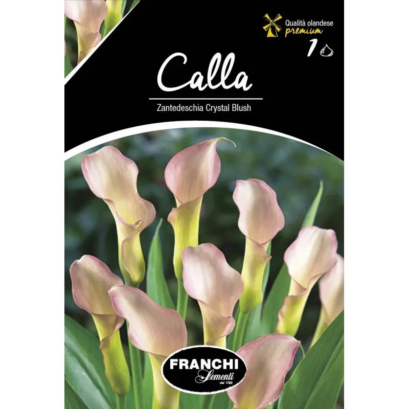 Bulbi cala Crystal Blush, 1 bulb