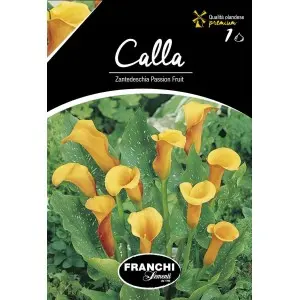 Bulbi cala Passion Fruit, 1 bulb