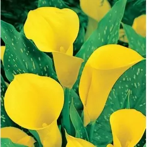 Bulbi cala Black Magic, 1 bulb