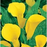 Bulbi cala Black Magic, 1 bulb