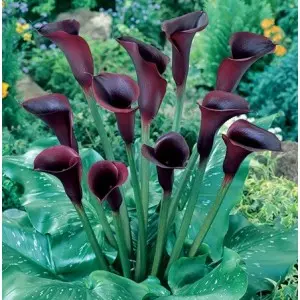 Bulbi cala Black Star, 1 bulb
