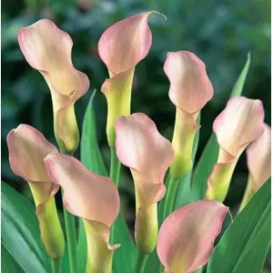 Bulbi cala Crystal Blush, 1 bulb