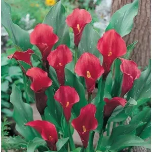 Bulbi cala Flame, 1 bulb