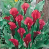 Bulbi cala Flame, 1 bulb