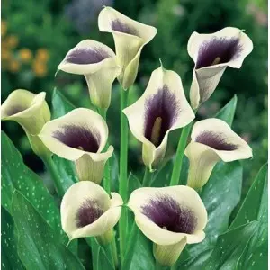 Bulbi cala Picasso, 1 bulb