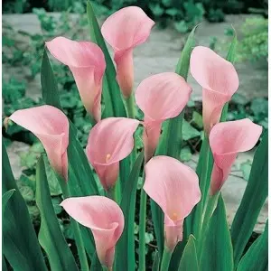 Bulbi cala Samur, 1 bulb