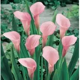 Bulbi cala Samur, 1 bulb