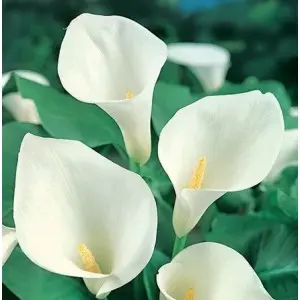 Bulbi cala Zantedeschia Aethiopica, 1 bulb