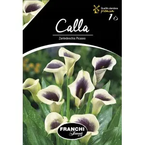 Bulbi cala Picasso, 1 bulb
