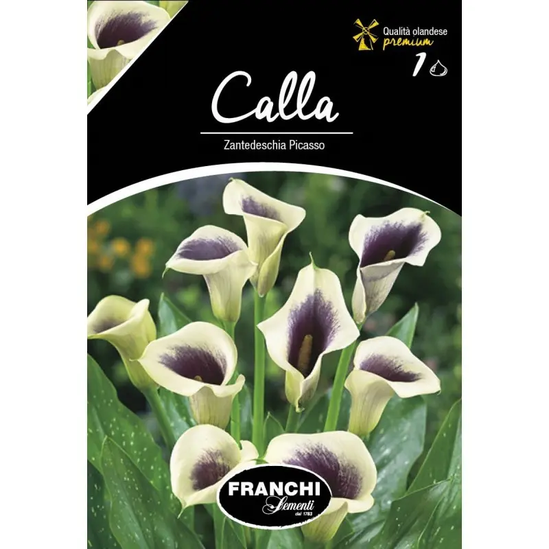 Bulbi cala Picasso, 1 bulb