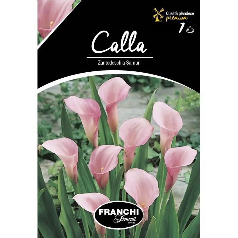 Bulbi cala Samur, 1 bulb