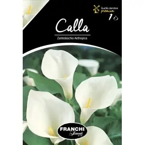 Bulbi cala Zantedeschia Aethiopica, 1 bulb