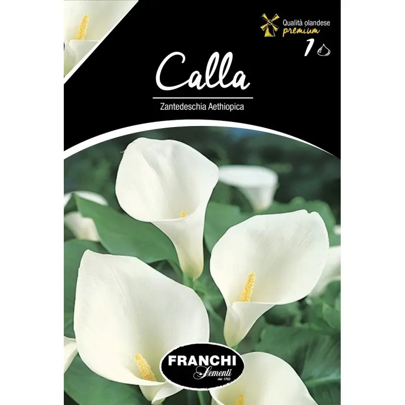 Bulbi cala Zantedeschia Aethiopica, 1 bulb