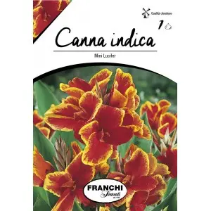 Rizomi canna Mini Lucifer, 1 bulb