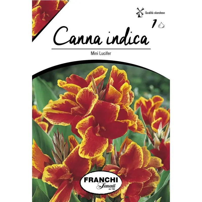 Rizomi canna Mini Lucifer, 1 bulb