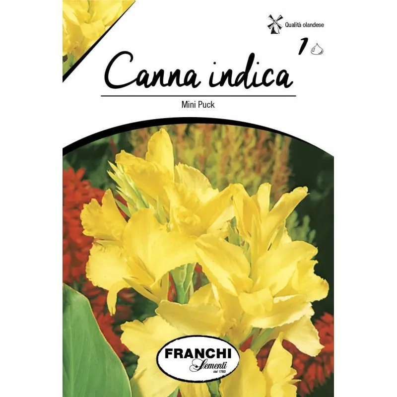 Rizomi canna Mini Puck, 1 bulb
