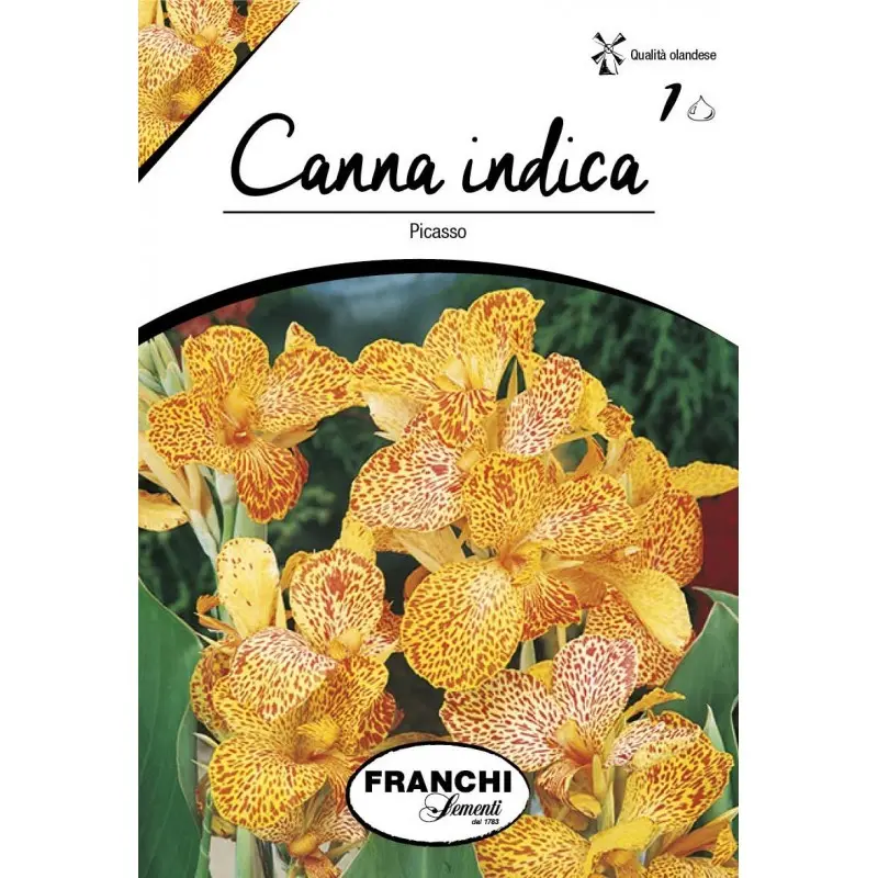 Rizomi canna Picasso, 1 bulb