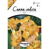 Rizomi canna Picasso, 1 bulb