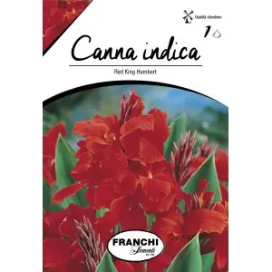 Rizomi canna Red King Humbert, 1 bulb