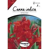Rizomi canna Red King Humbert, 1 bulb