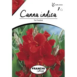 Rizomi canna the President, 1 bulb