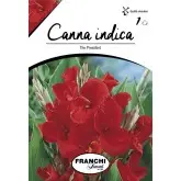 Rizomi canna the President, 1 bulb