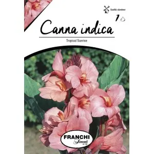 Rizomi canna Tropical Sunrise, 1 bulb
