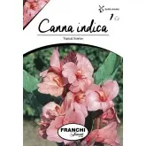 Rizomi canna Tropical Sunrise, 1 bulb