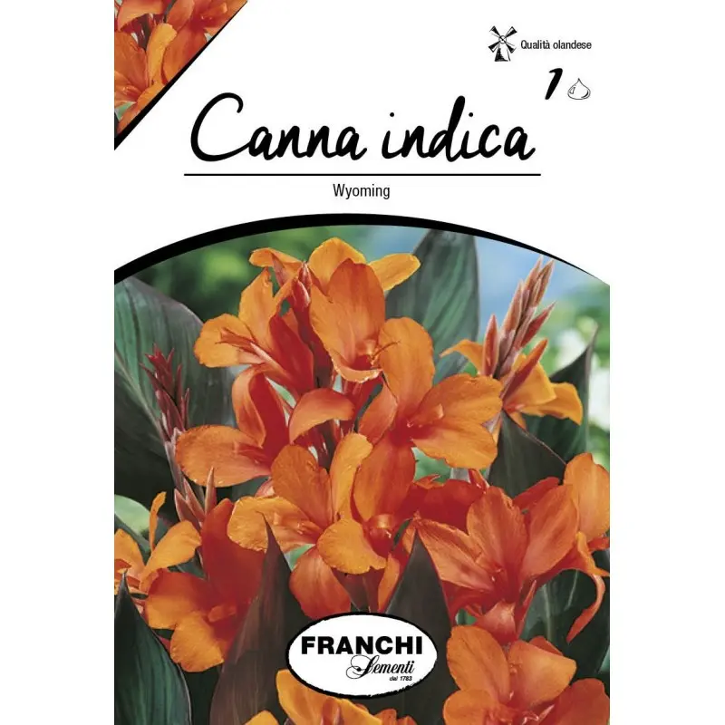 Rizomi canna Wyoming, 1 bulb