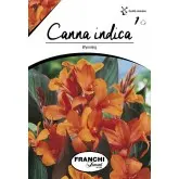 Rizomi canna Wyoming, 1 bulb