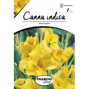 Rizomi canna Yellow Humbert, 1 bulb