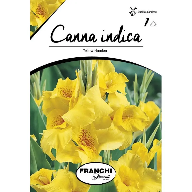 Rizomi canna Yellow Humbert, 1 bulb