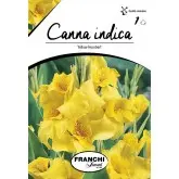 Rizomi canna Yellow Humbert, 1 bulb