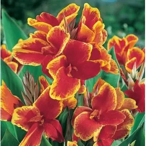 Rizomi canna Mini Lucifer, 1 bulb