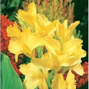 Rizomi canna Mini Puck, 1 bulb