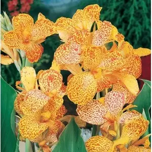 Rizomi canna Picasso, 1 bulb