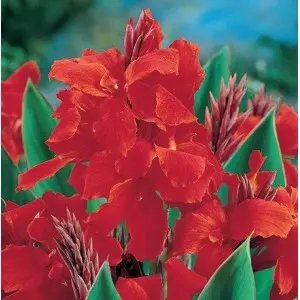 Rizomi canna Red King Humbert, 1 bulb