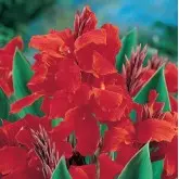 Rizomi canna Red King Humbert, 1 bulb