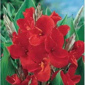 Rizomi canna the President, 1 bulb