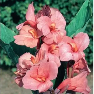 Rizomi canna Tropical Sunrise, 1 bulb