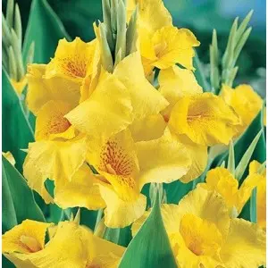 Rizomi canna Yellow Humbert, 1 bulb