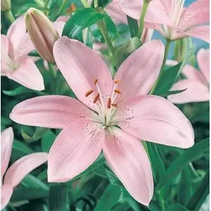 Bulbi crin asiatic Pink, 2 bulbi
