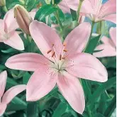 Bulbi crin asiatic Pink, 2 bulbi