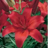 Bulbi crin asiatic Red, 2 bulbi