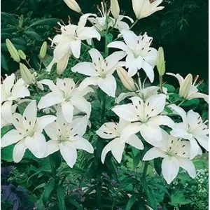 Bulbi crin asiatic White, 2 bulbi