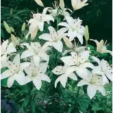 Bulbi crin asiatic White, 2 bulbi